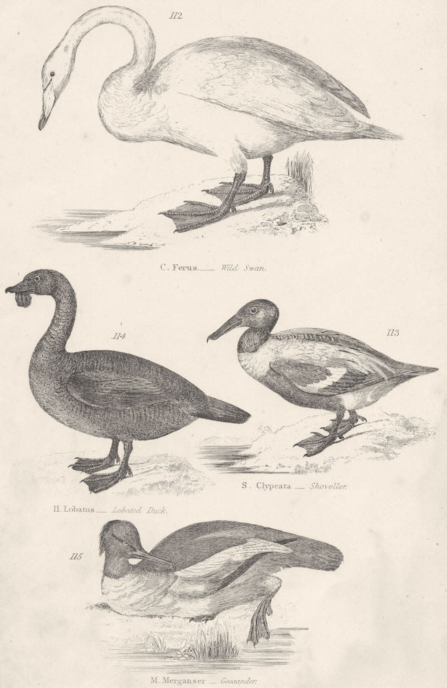 BIRDS.Ferus-Swan.Lobatus-Lobated Duck;S.Clypeata-Shoveller.Merganser  1860